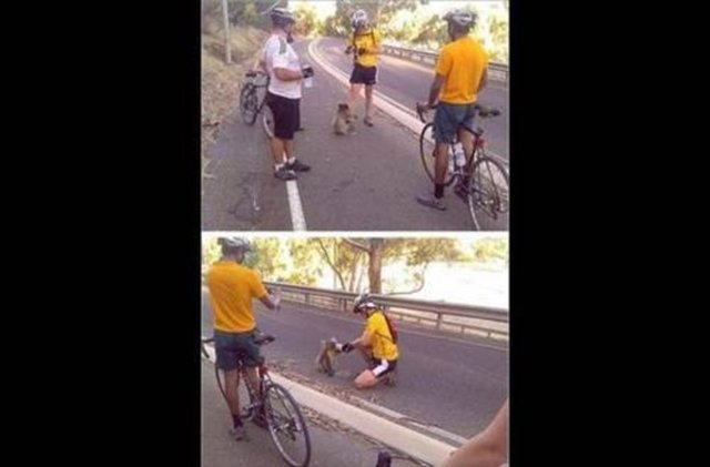 Avustralya'da, her an susamış bir koala karşınıza çıkabilir.