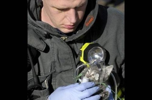 Yangından kurtarılan yavru kedi.