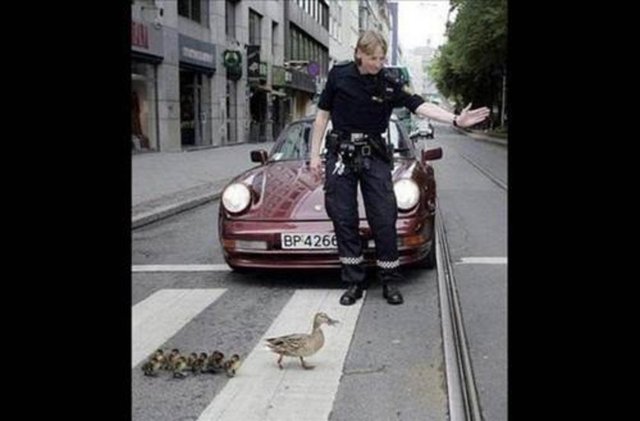 Ördeklere yol veren polis