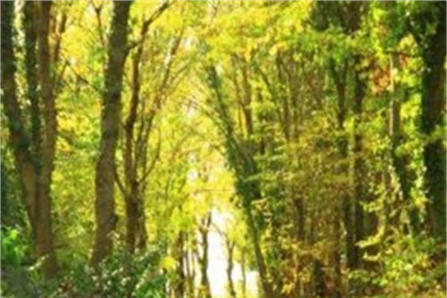 Polonezköy - Polonezköy'ün tarihçesinin ve eski fotoğraflarının bulunduğu Zofia Teyze'nin Anı Evi'ni gezebilir, tarihi köy kilisesini görebilir ve köy merkezinde bulunan kültür evini ziyaret edebilirsiniz.