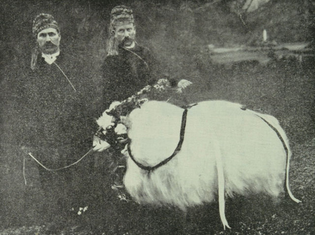 İstanbullu büyükbaş kesmezdi -  - İstanbul'da kurbanlık için büyükbaş kurbanlık kullanılmazdı. Ancak taşrada çok sayıda büyükbaş kurbanlıklar tüketilirdi.