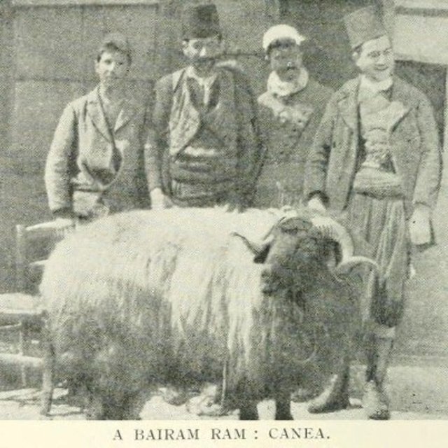 Armağan, kurbanlıkların yıkandığını, tüylerinin tarandığını, boynuzlarının zeytinyağıyla yağlandığını, temiz otlar üstüne yatırılarak bayram gününe kadar özenle beslendiğini anlatarak,