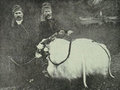 Osmanlı'da Kurban Bayramı