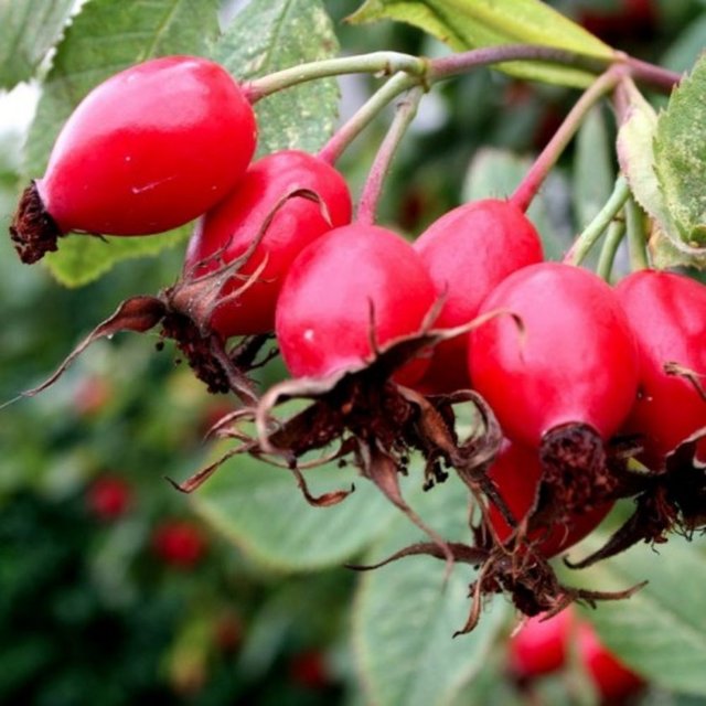 Kuşburnu çayının yara iyileştirici ve kan temizleyici özelliği vardır.