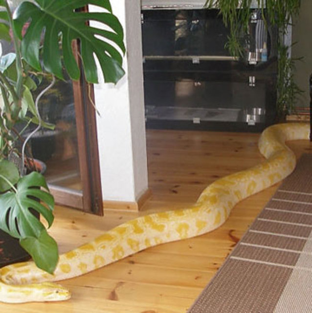 Ancak, her seferinde evine geri dönüyor