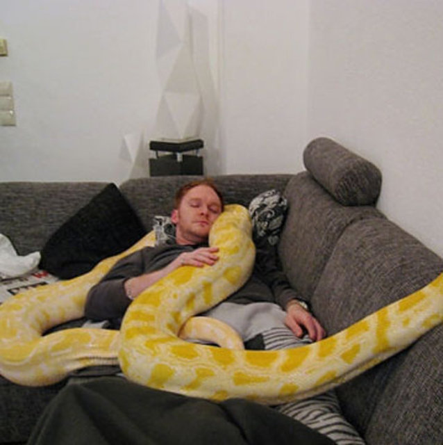 Dev yılan halinden, aile ortamından oldukça memnun