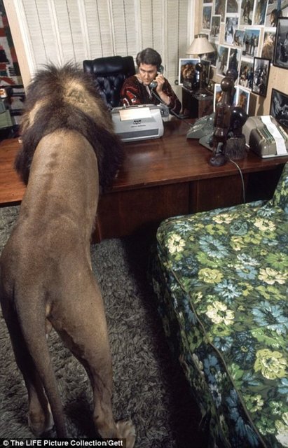 Aktör ve aktris anne baba ROAR isimli bir film çekerek, evde vahşi bir hayvanla yaşamanın nasıl olduğunu belgelemek istiyor.