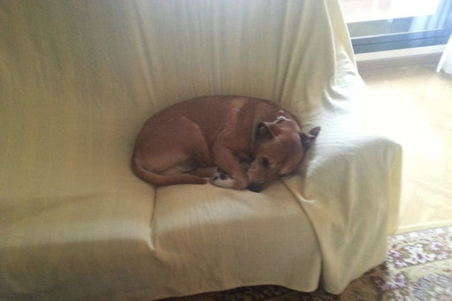 Hemşirenin köpeği Excalibur, Ebola virüsü yayma potansiyeline sahip olduğu için uyutulmuştu.