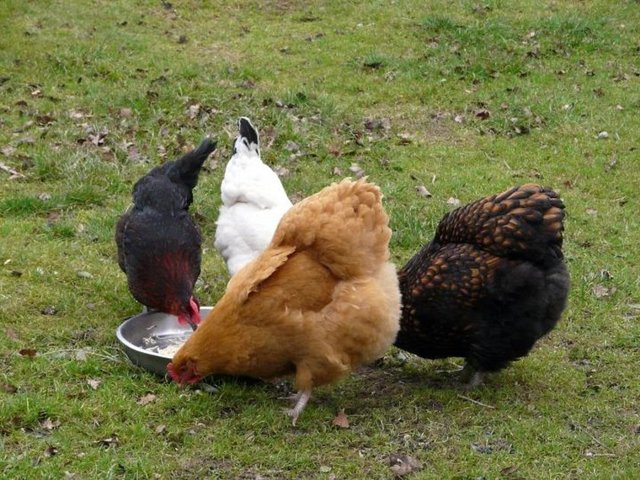 Köy yumurtası (serbest gezen tavuk yumurtası): Bunlar daha çok yerel pazarlarda satılmktadır. Bu yumurtaları bulduğunuz zaman kaçırmayın.