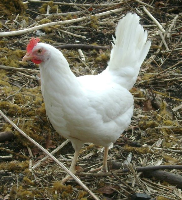 Women's Health dergisinde yer alan bilgiye göre,iri yumurtalar genellikle daha olgun tavuklardan elde edilirken küçükler çoğu kez genç tavuklarda elde edilir. -