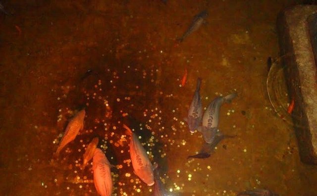 23. Yerebatan Sarnıcı'nda balıklara yem atmak