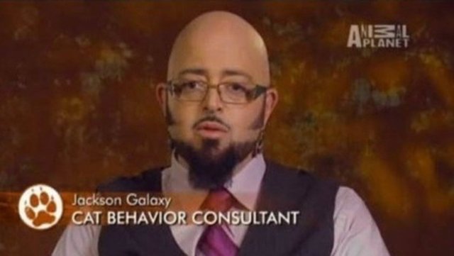 KEDİ DAVRANIŞLARI DANIŞMANI