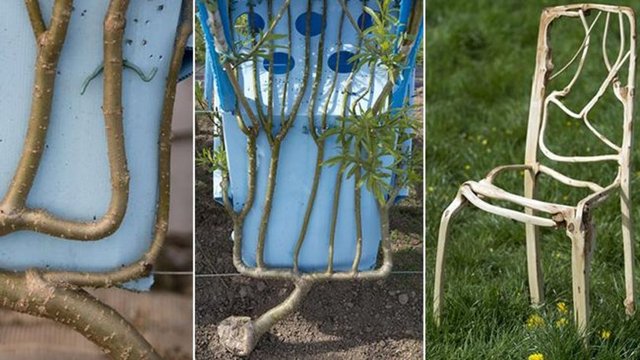 Yetiştirdiği yüzlerce söğüt ve meşe ağacına düşündüğü mobilya kalıpları sayesinde şekil veren tasarımcı böylece akla hayale gelmeyecek bir yaratıcılık yöntemi bulmuş.