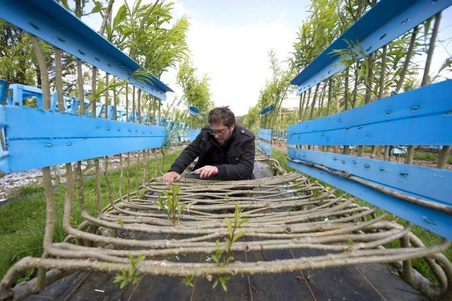 İşte Gavin Munro'nun bahçesinde yetiştirdiği sandalye ve masalar...