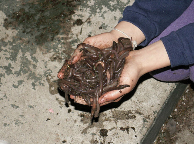 Solucan Toplayıcısı