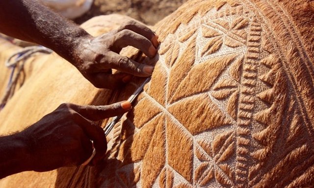 DEVE BERBERİ - Pakistan'ın güneydoğusundaki Sindh adlı yerleşim yerinde kurulan deve pazarı ilginç görüntülere sahne oluyor.