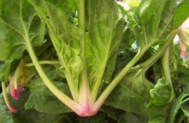 Az kalorili olduğu için diyet yapan kişiler tarafından da rahatlıkla tüketilebilir.