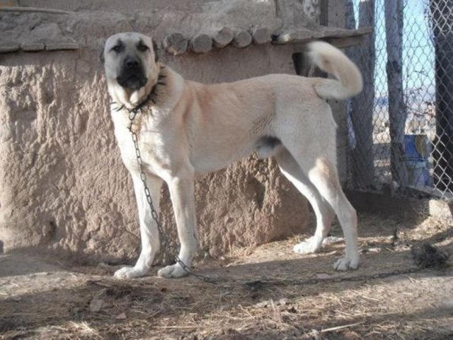 70. SİVAS - Kangal Köpeği