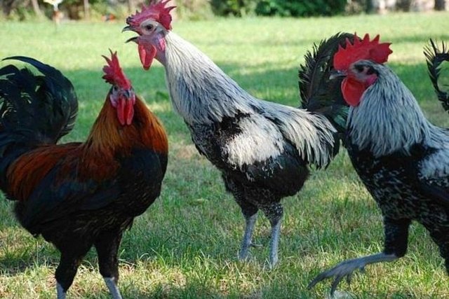 25. DENİZLİ - Denizli Horozu