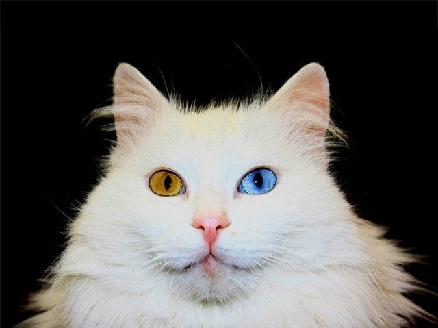 78. VAN - Van Kedisi