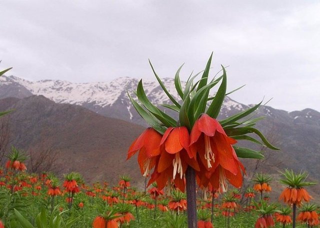 36. HAKKARİ - Ters Lale (Ağlayan Lale)