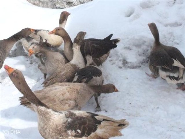 45. KARS - Kars Kazı