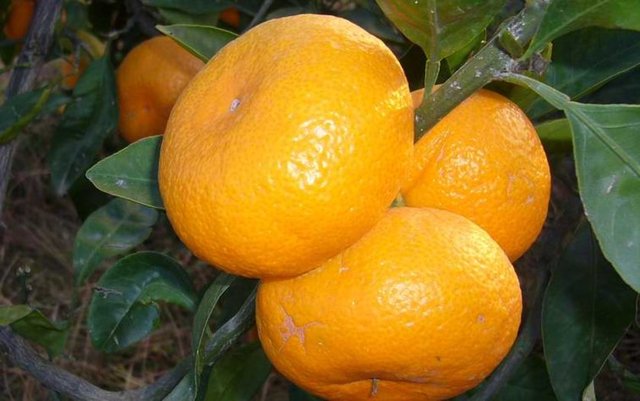 Vücudun kaybettiği enerji kazandırması ve yorgunluğun giderilmesi de mandalinanın faydaları arasında bulunur.