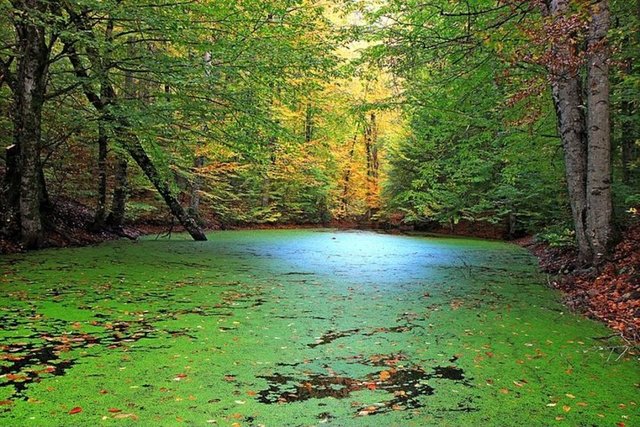 Yeşilin, sarının ve kırmızının her tonunu sonbaharda görmek istiyorsanız buraya mutlaka uğrayın.