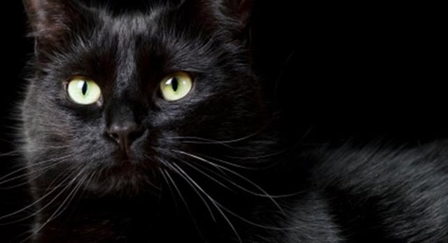 Kedilerin kurban etme ritüellerinde kullanılması, Amerika'da ekim ayı boyunca siyah kedi sahiplendirmenin yasak olmasına sebep oluyor.