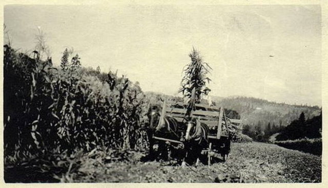 3. Çiftçilik UFO fotoğrafı, ABD - 1920'ler Tam yeri belli olmamakla birlikte atlı aracın sağ üst köşesinde yer alan nesne, çift kanatlı uçakların oldukça az ve tek kanatlı uçaklarınsa henüz icat edilmediği bir dönemde gökyüzünde uçuyor.