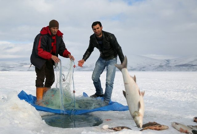 Kış aylarında Çıldır Gölü'nde balık tutmak.