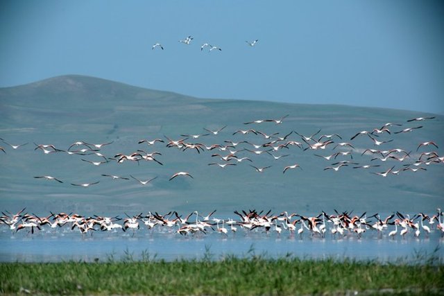 Van Gölü'nde yüzmek.