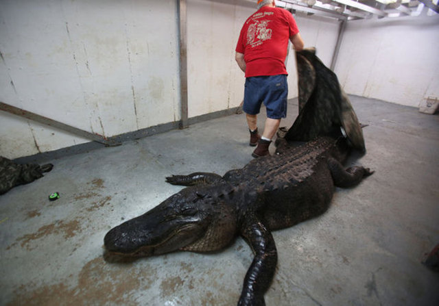 Boyu 4 metre 60 santim olan dev timsah tam 453 kilo geldi..