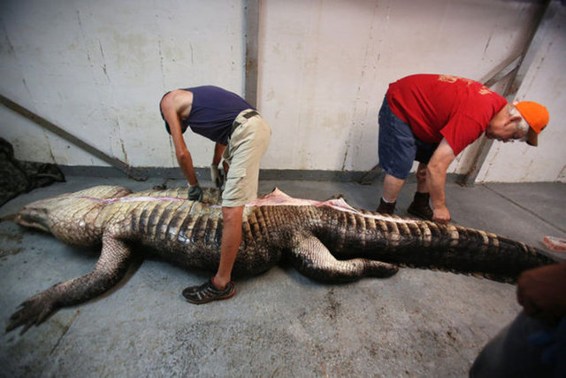 Cuma gecesi gördükleri timsaha kurşun yağdıran Mandy Stokes, gece yarısı başlattığı mücadeleyi Cumartesi sahabına kadar sürdürdü.