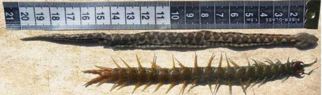 Fakat bu yılan inatçı bir kırkayağa denk geldiği için çok şanssızdı. Yılanın otopsisi yapıldığında kırkayağı tamamen yutmayı başardığı fakat henüz ölmeyen kırkayağın yılanın midesinden çıkmayı neredeyse başardığı görüldü.