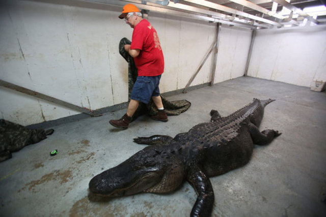 Timsahın midesinden çıktıAmerika'nın Alabama eyaletinde 5 kişilik bir aile devasa bir timsahı vurarak öldürdü..