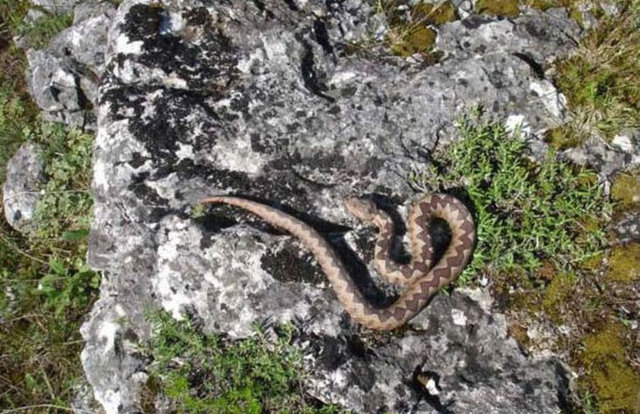 Boynuzlu engerek yılanları genellikle küçük memeliler, kertenkeleler ve kuşlarla beslenmesine rağmen ara sıra kırkayakları yedikleri de biliniyor.
