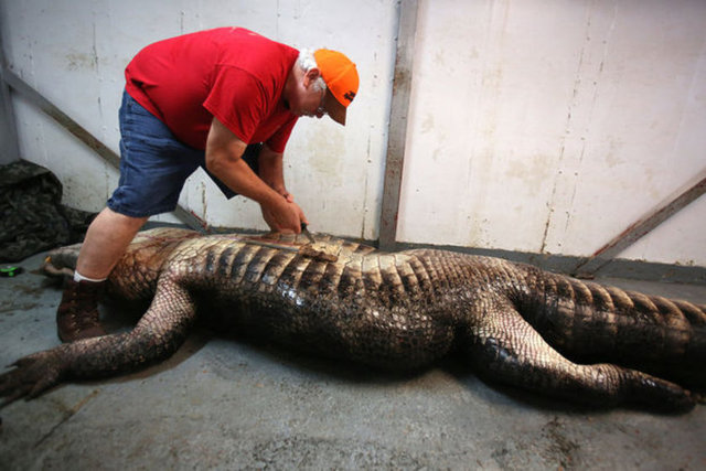 Derisi yüzülen bu dev timsahın karnından 100 kiloluk bir geyiğin parçaları çıktı...