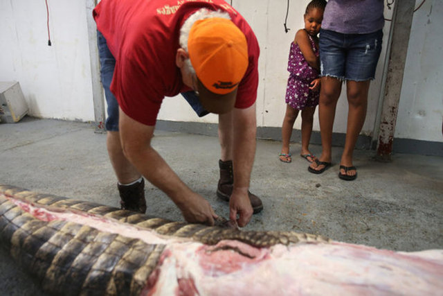 Onca kurşunla öldürülen dev timsah güçlükle yakalandı..