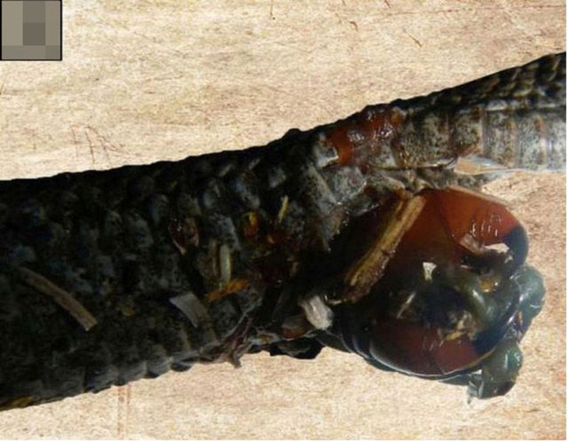 Çevrede araştırma yapanlardan biri olan Ljiljana Tomovic, araştırmacılar arasında kimse daha önce böyle bir durumla karşılaşmadığı için bu olay karşısında afalladıklarını söyledi.