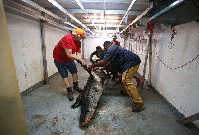 Mandy Stokes ve ailesi Thomaston yakınlarında dev bir timsah gördüler.