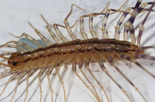 Araştırmacılar kırkayağın kurtulmaya çalışırken yılanın iç organlarının çoğunu yok ettiğini açıkladı.