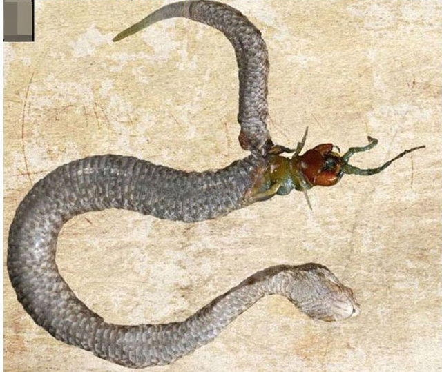 Yılanın midesinden çıkana inanamayacaksınız! - Bir taşın altına sıkışmış olarak bulunan ölü engerek yılanının midesinden bir kırkayak başının çıktığı görüldü.