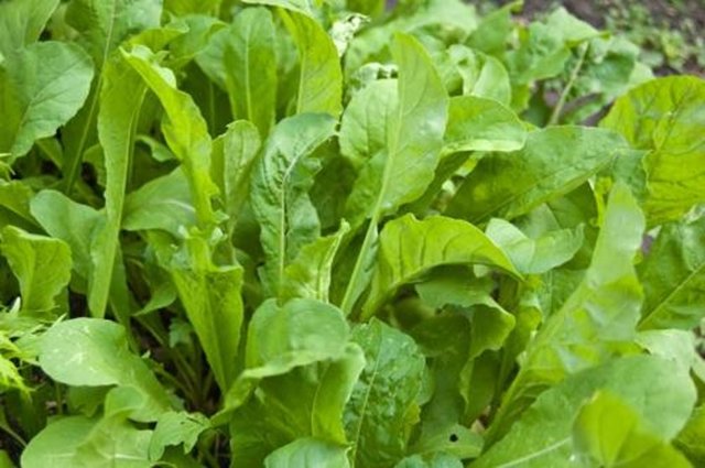 Folik asitten ve posadan zengin olan bu grup beslenmemizde önemli bir - yere sahiptir.