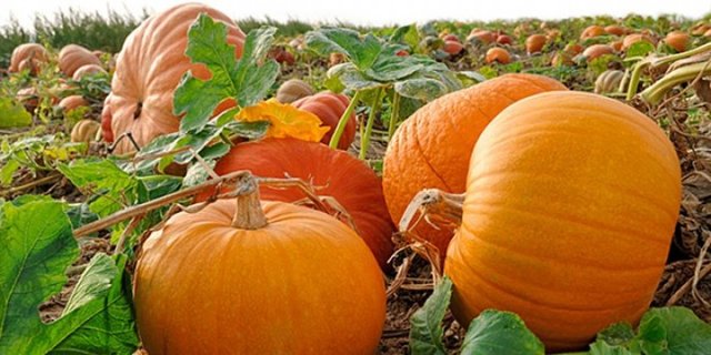 A, B ve C vitaminleri yönünden oldukça zengindir. -