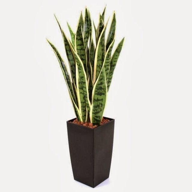 10. Ve son olarak yaprak dökmeyen bir bitki, örneğin paşa kılıcı (sansevieria) 35 tl