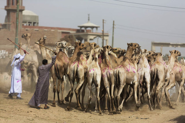 MERS-CoV virüsü, insanların yanısıra Katar, Umman, Mısır ve Suudi Arabistan'da develerde de bulundu.