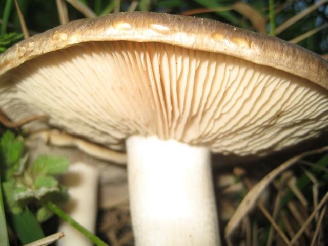 Yenen mantarın uzman kişilerce incelenmesi de zehirlenmenin teşhisinde yardımcı olmaktadır.