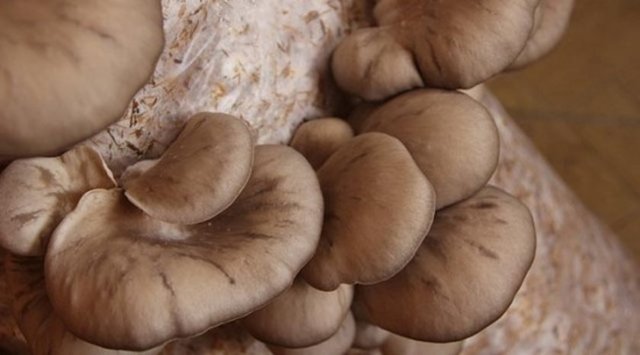 Mantar Zehirlenmelerinden Nasıl Korunulmalıdır?