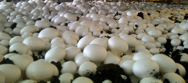 Ancak, bu mantarların yetiştiği ortam itibarıyla, bazı mikroorganizmalar mantarların üzerinde bulunabilir.